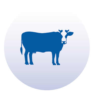 Beef / Pork Processing